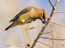 BERRY IN BEAK