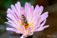 ASTER BEE