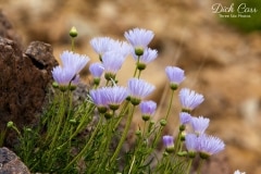 MOJAVE ASTERS ROCK
