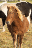 SHAGGY FELLOW