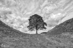 SYCAMORE GAP