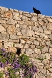 UBIQUITOUS CAT IN THE PELEPONNESE