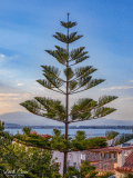 A TREE GROWS