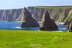 GRAZING AT DUNCANSBY